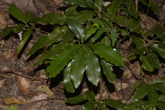 Beilschmiedia obtusifolia