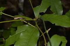 Beilschmiedia obtusifolia