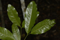 Beilschmiedia obtusifolia