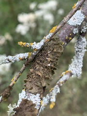 Melanohalea olivacea