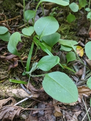 Coreopsis auriculata