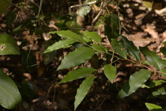 Diospyros pentamera