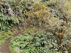 Sideroxylon borbonicum