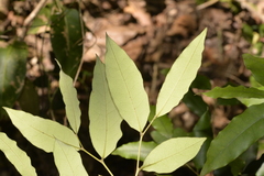 Diospyros pentamera