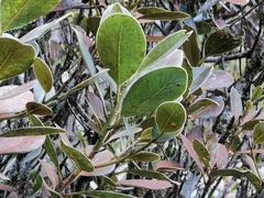 Sideroxylon borbonicum