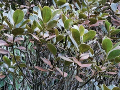 Sideroxylon borbonicum