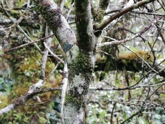 Sideroxylon borbonicum