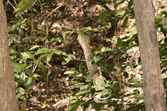 Diospyros pentamera