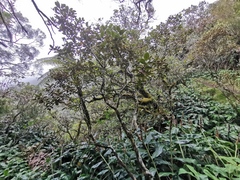 Sideroxylon borbonicum