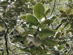 Sideroxylon borbonicum