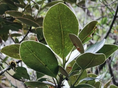 Sideroxylon borbonicum