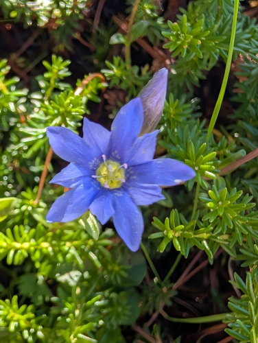 Alpine-snowbed gentian (Gentiana nipponica)