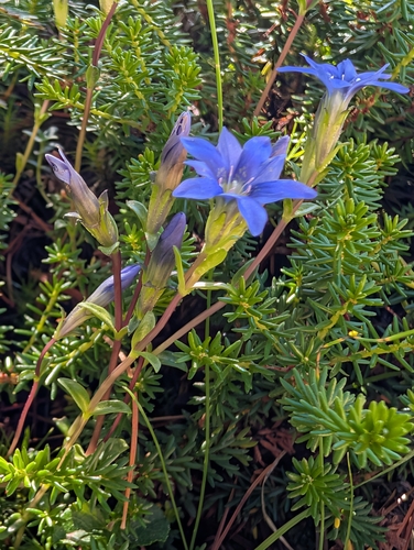 Gentiana nipponica, photograph 2