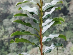 Aphloia theiformis