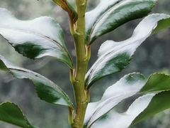 Aphloia theiformis