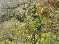 Aphloia theiformis