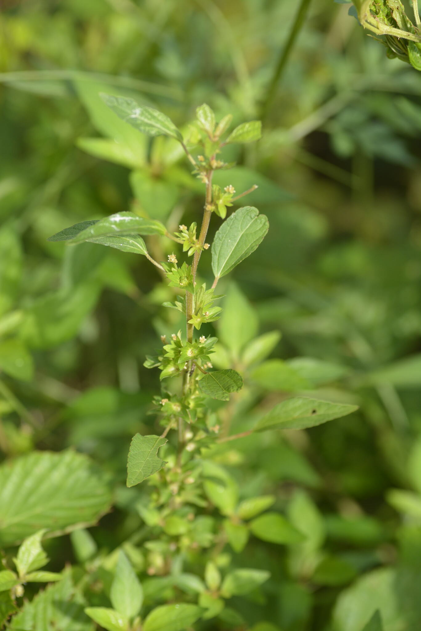 Acalypha rhombifolia Schltdl.