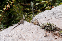 Laudakia tuberculata