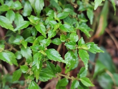 Pilea urticifolia image