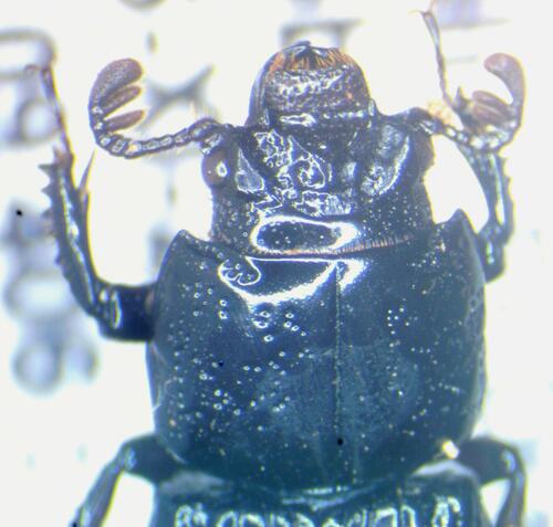Passalus caelatus