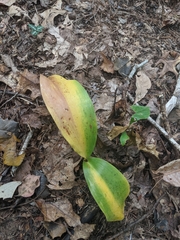 Convallaria pseudomajalis
