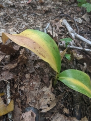 Convallaria pseudomajalis