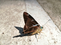 Astraptes