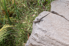 Laudakia tuberculata