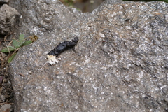 Laudakia tuberculata