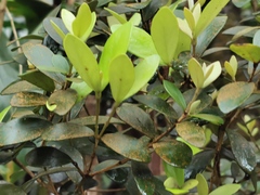 Eugenia buxifolia