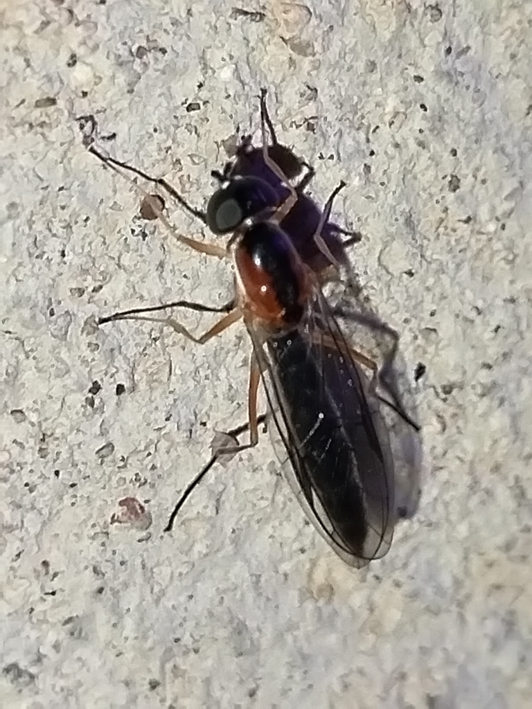 Sargus linearis