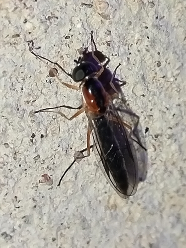 Sargus linearis