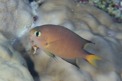 Pycnochromis atripes