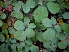 Rubus vestitus