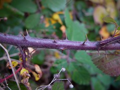 Rubus vestitus