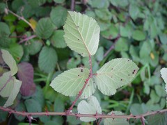 Rubus vestitus
