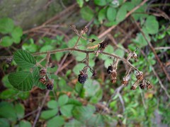 Rubus vestitus