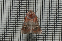 Eucoptocnemis fimbriaris