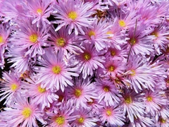 Lampranthus ceriseus