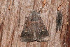 Eucoptocnemis fimbriaris