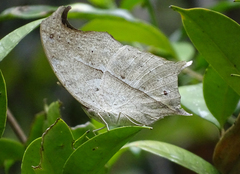 Protogoniomorpha duprei