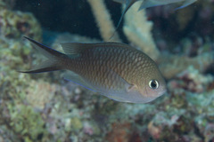 Chromis ternatensis