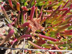 Carpobrotus muirii