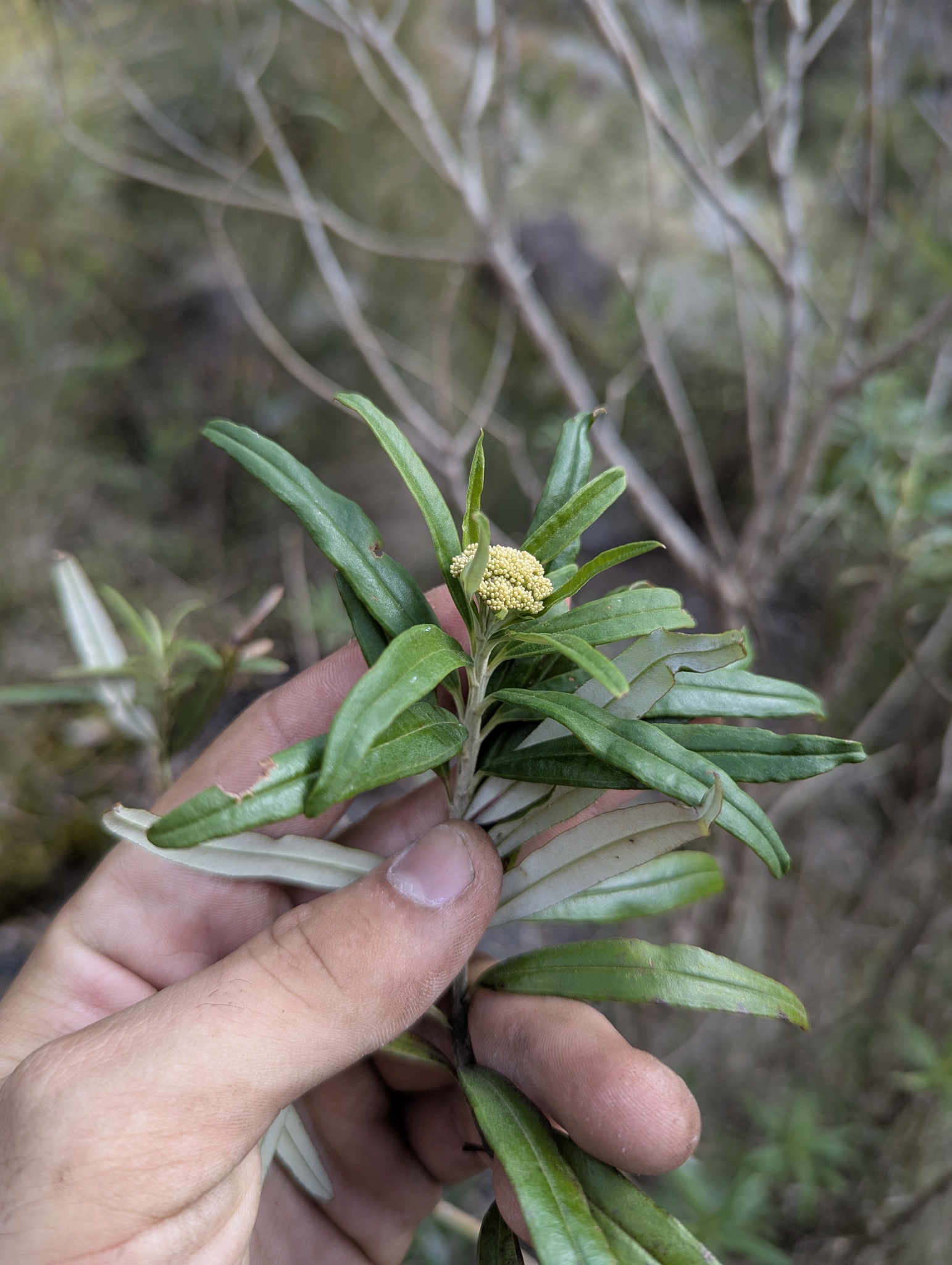 Cassinia compacta