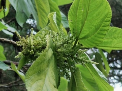 Boehmeria macrophylla