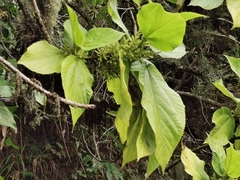 Boehmeria macrophylla