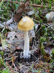 Amanita sinicoflava