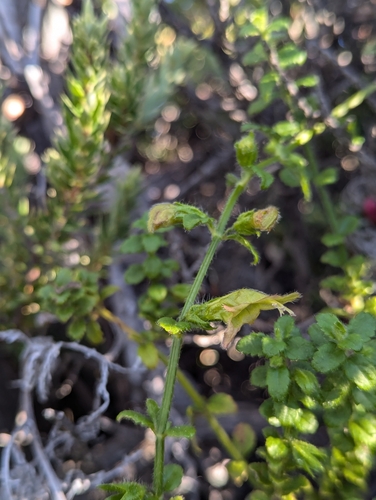 Stenogyne microphylla observed 2024-12-12