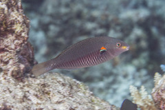Stethojulis bandanensis