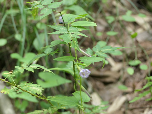 Tripterospermum cordatum